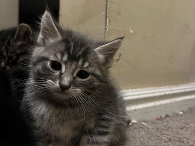 One kitten left ready for home!