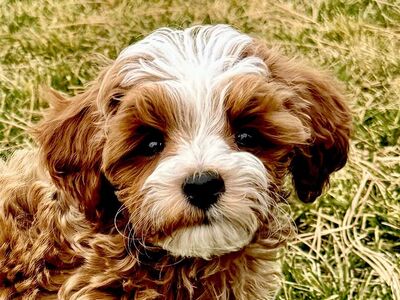 4th Gen Micro GOLDENDOODLE Puppy Red White Poodle Golden Retriever Tuxedo Mini Puppies