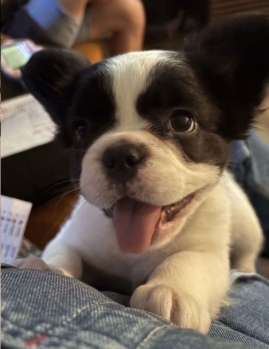 Fluffy French Bulldog Puppies AKC