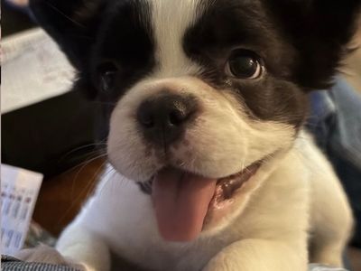 Fluffy French Bulldog Puppies AKC