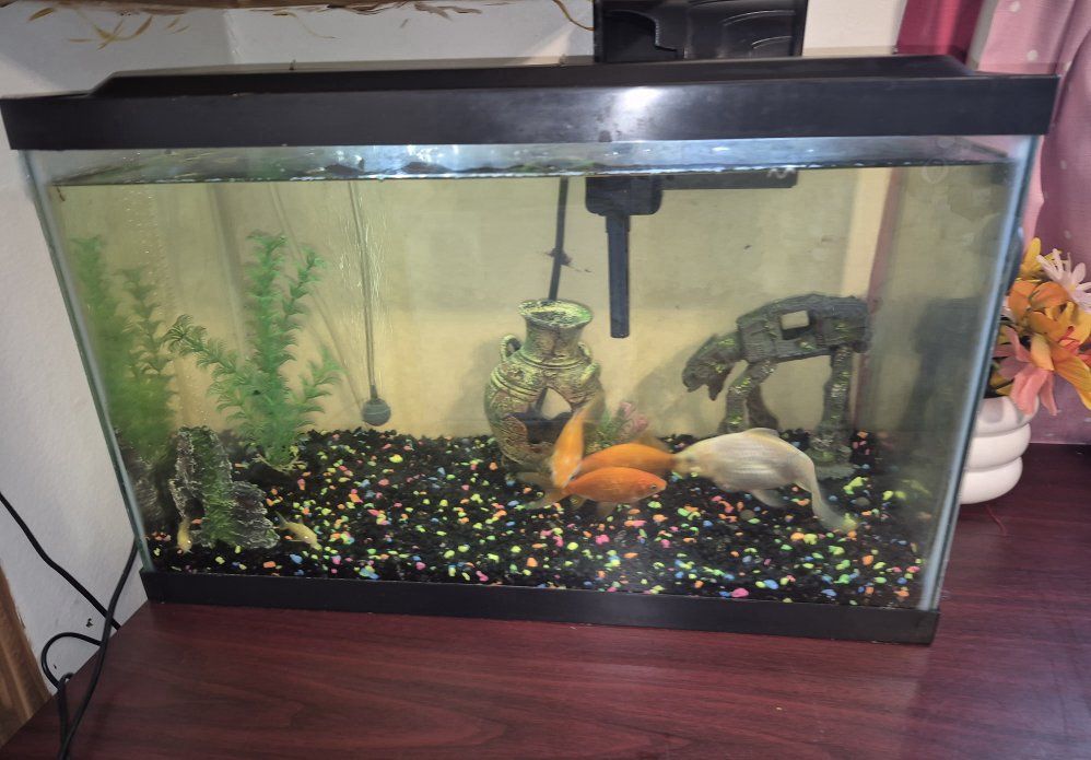 10 gallon fish tank with 6 fish!
