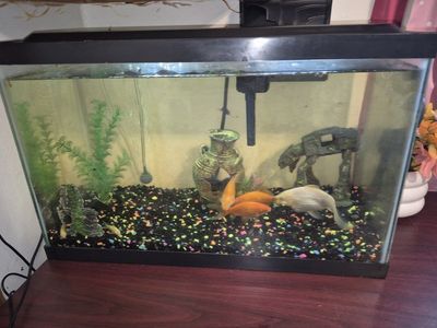 10 gallon fish tank with 6 fish!