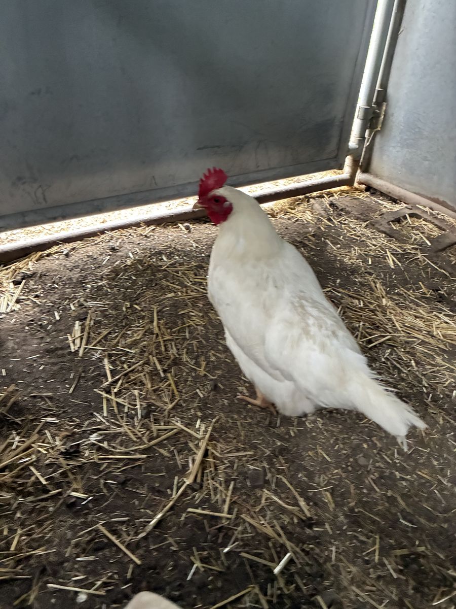 A161697 Feather Flocklear