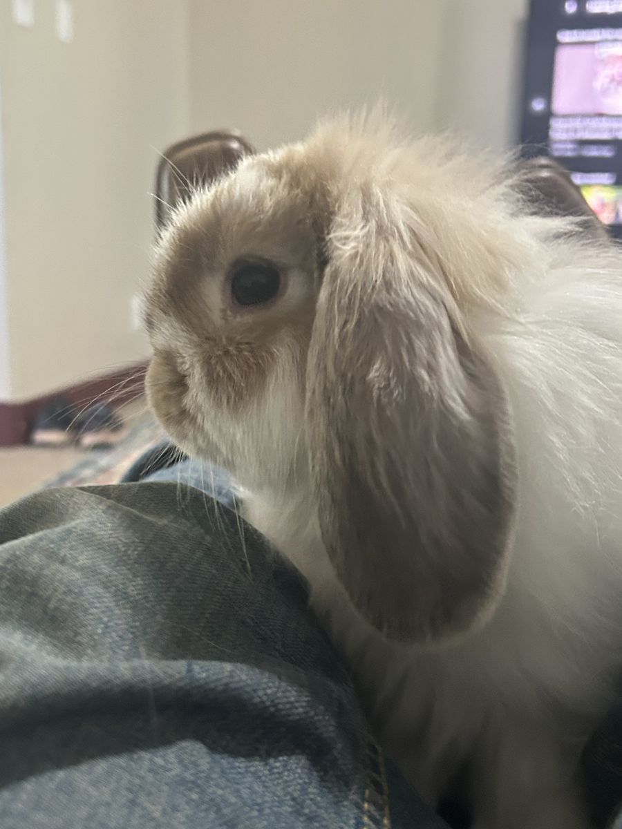 Fluffy Holland Lop doe