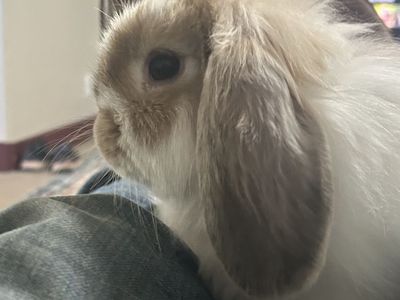 Fluffy Holland Lop doe