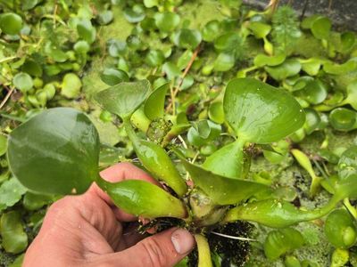 Pond plant Bring Your Own Bucket yard sale