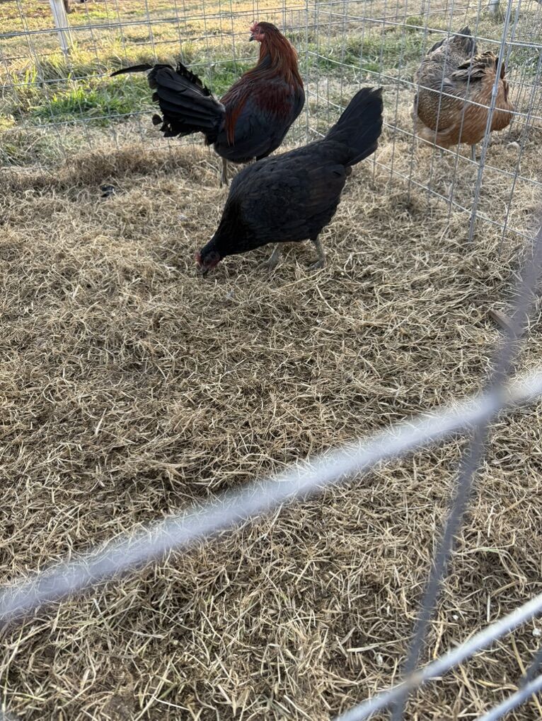 Black Warhorse pullets Gamefowl