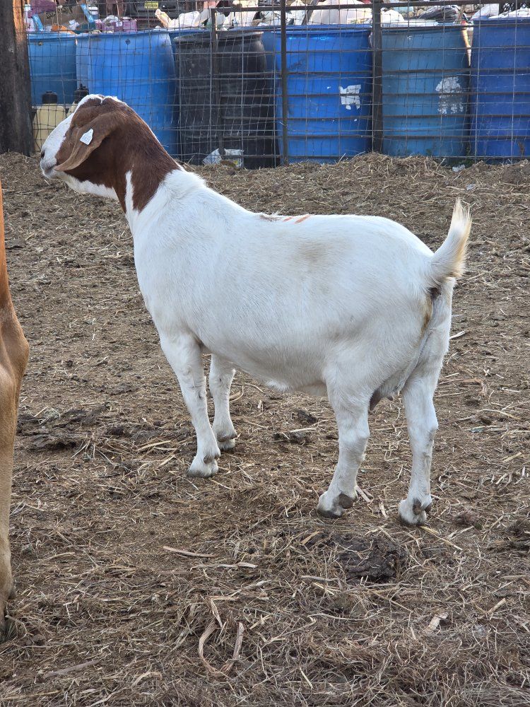 boer goats