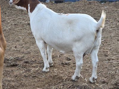 boer goats
