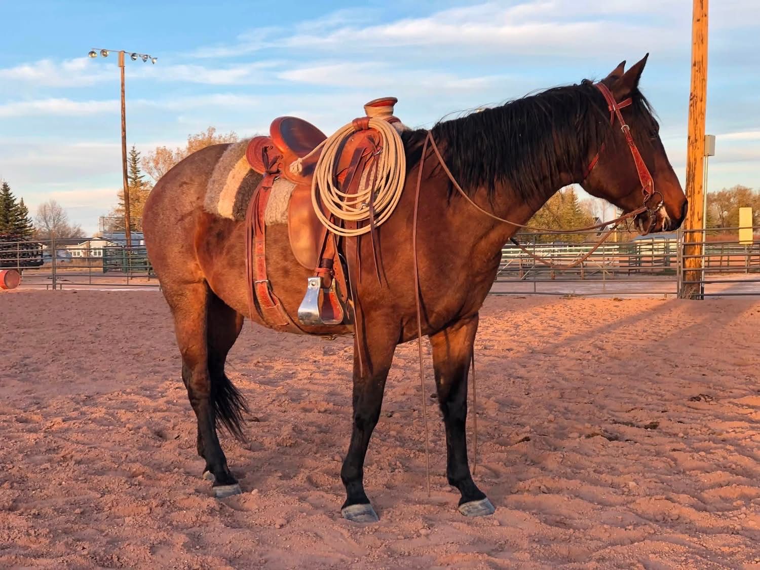 2014 AQHA Mare 