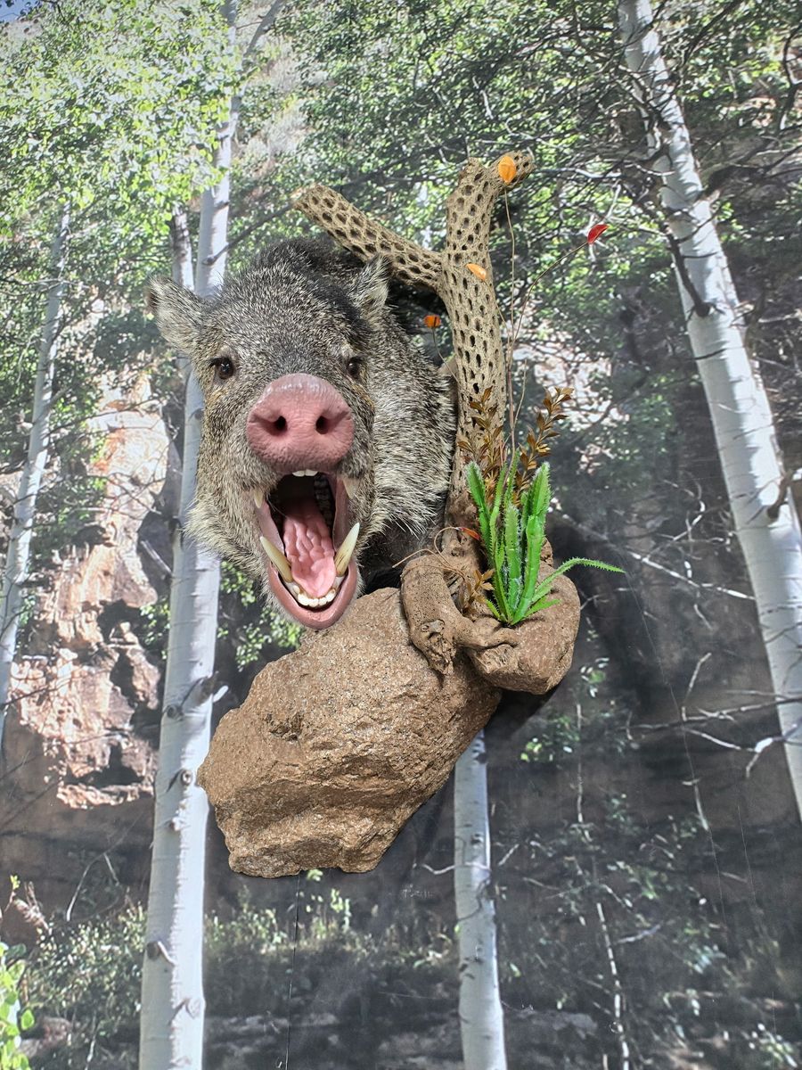Javelina Mount w/ Habitat and European Skull Mount