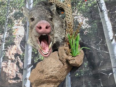 Javelina Mount w/ Habitat and European Skull Mount