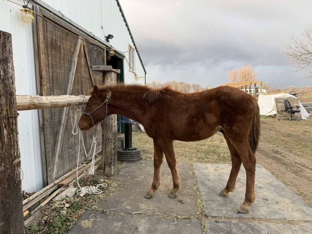 Yearling Sorrel Colt