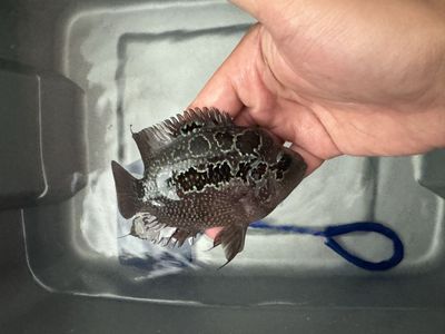 Flowerhorn for sale