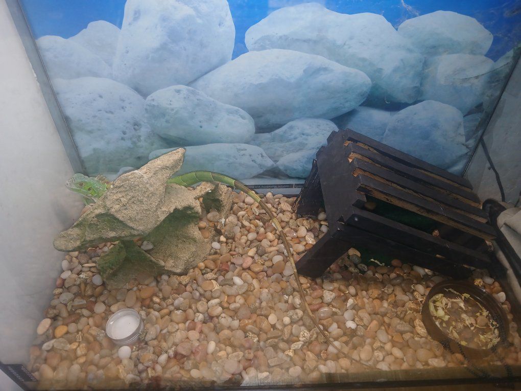 Iguana