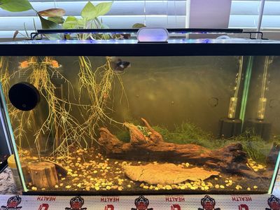 10 Gallon with everything