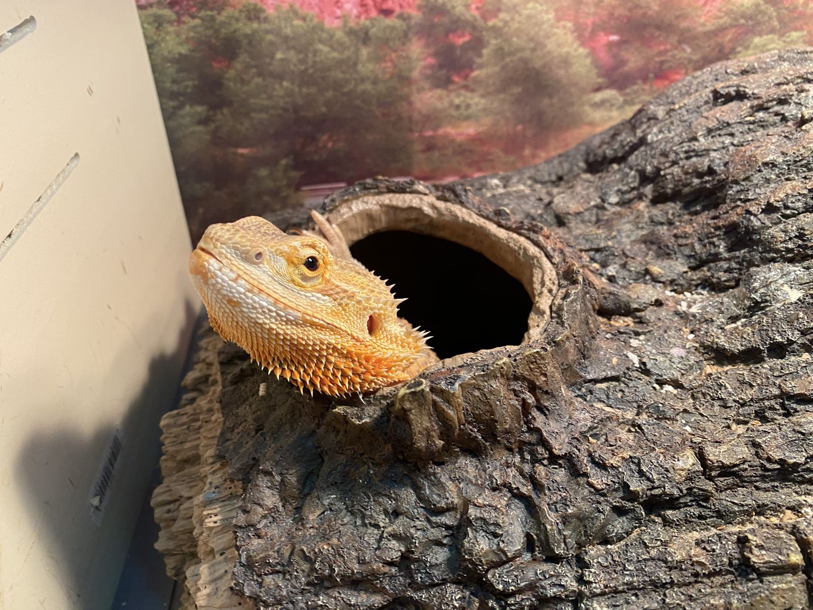 Bearded Dragon with Full Enclosure Setup - Tank, Decor, Heating, & Lighting lamp, water and food bowls, and other accessories