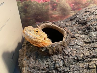Bearded Dragon with Full Enclosure Setup - Tank, Decor, Heating, & Lighting lamp, water and food bowls, and other accessories
