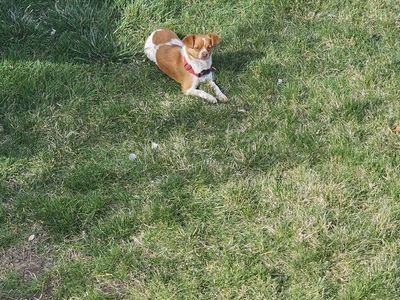 Two pups in need of rehoming