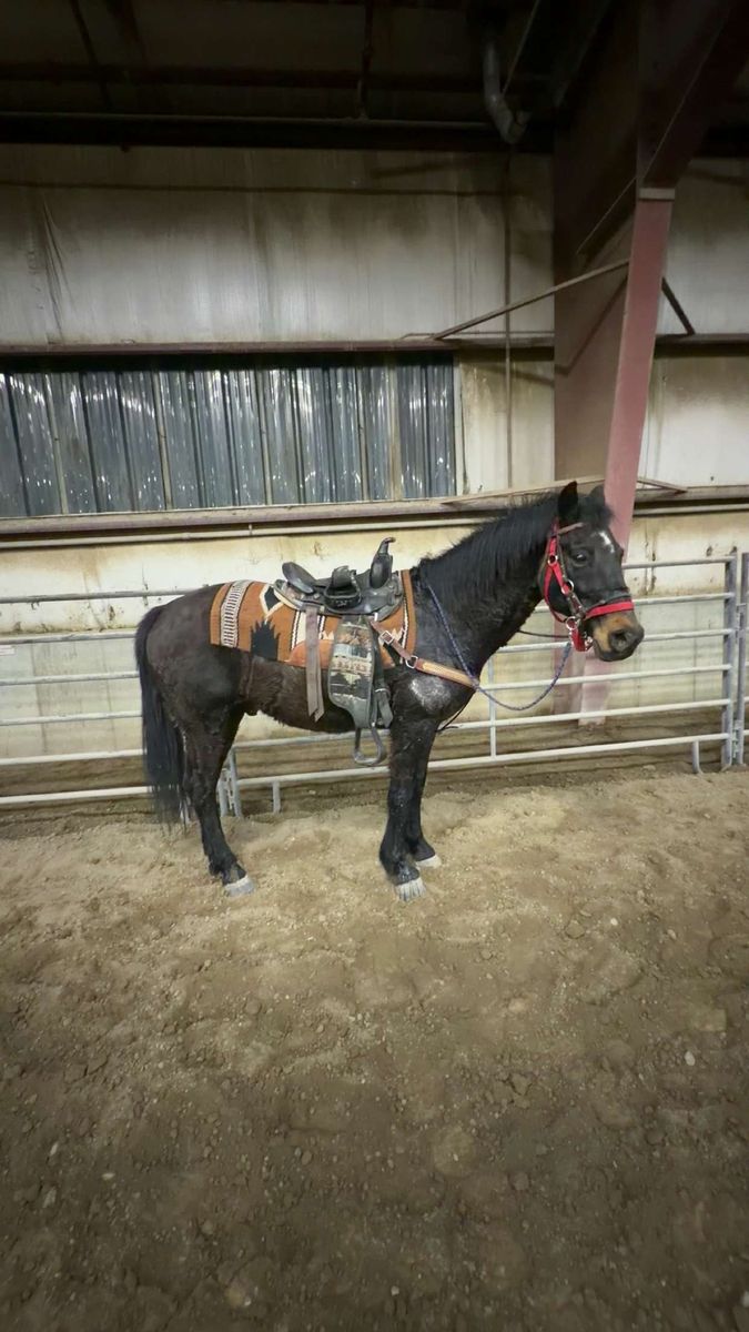 12 year old quarter horse Morgan