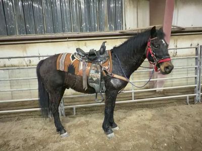 12 year old quarter horse Morgan