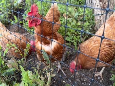 Free: 4 Golden Sex-Link Laying Hens (2 Years Old)