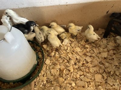 Zombie and black copper maran chicks