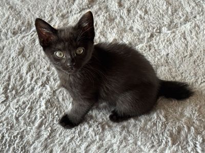 Manx-kittens Smoky Black