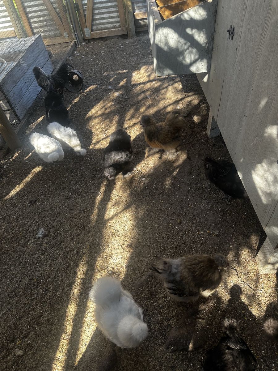 Silkie roosters for sale