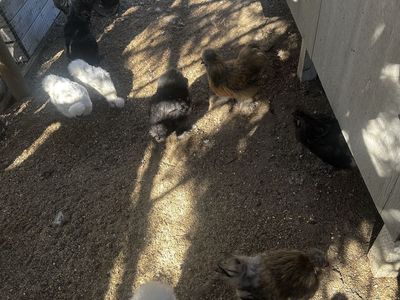 Silkie roosters for sale