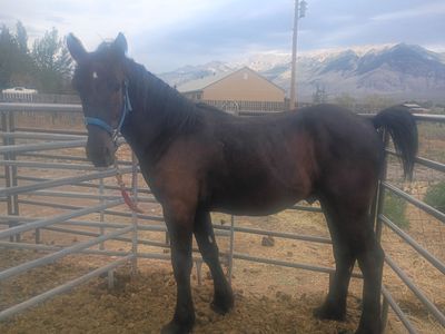 2 yr old percheron stud colt