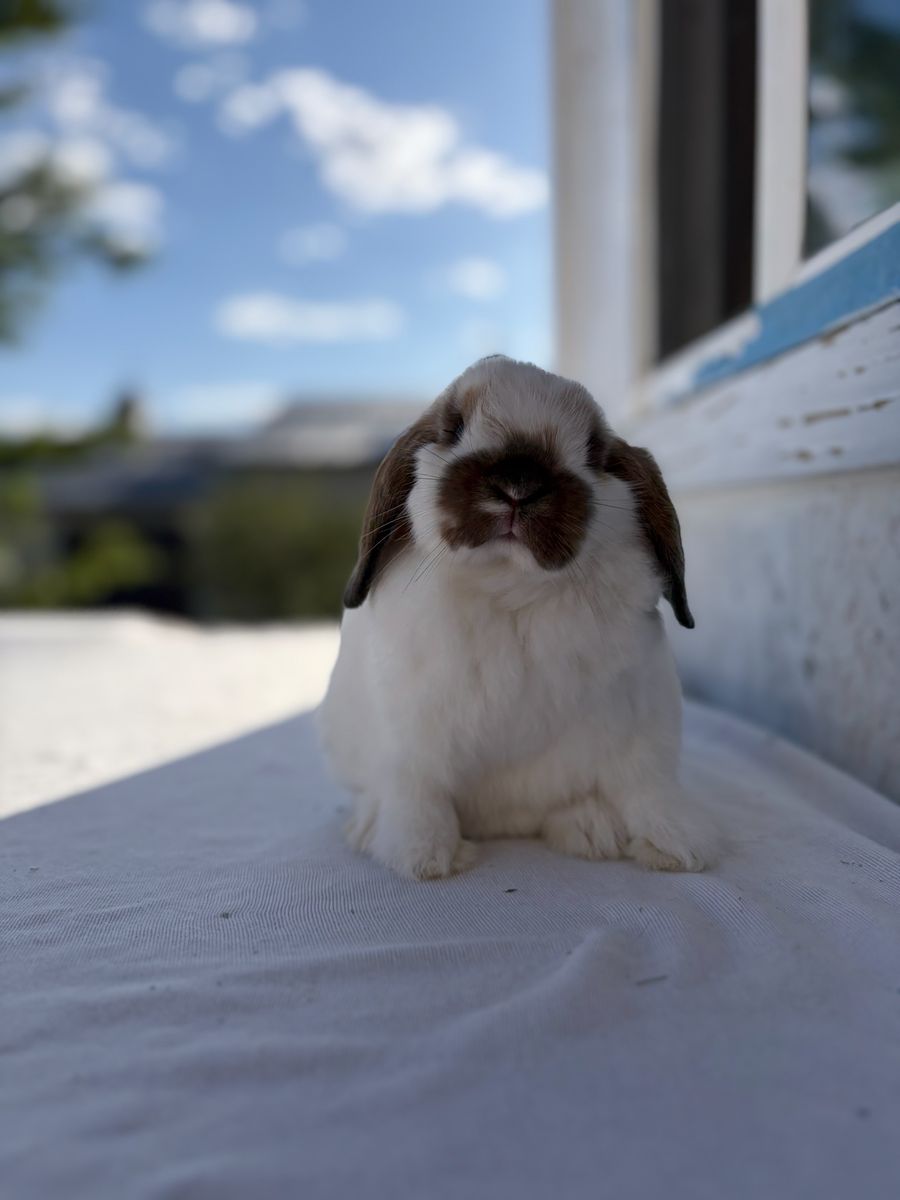 Holland Lop Buck