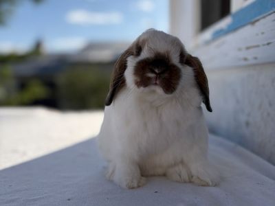 Holland Lop Buck