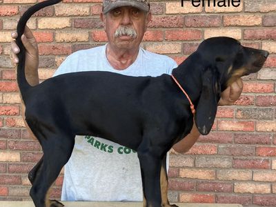 Black and Tan Hound Puppies