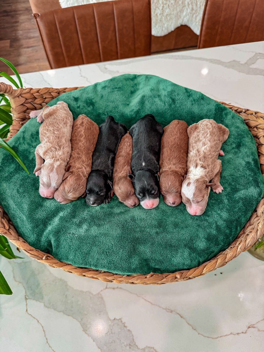 t e d d y • b e a r • 🧸Micro Goldendoodles