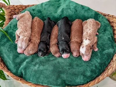 t e d d y • b e a r • 🧸Micro Goldendoodles