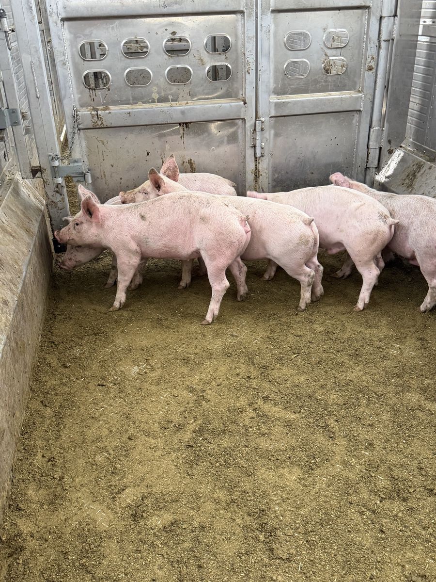 Feeder hogs