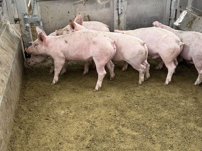 Feeder hogs