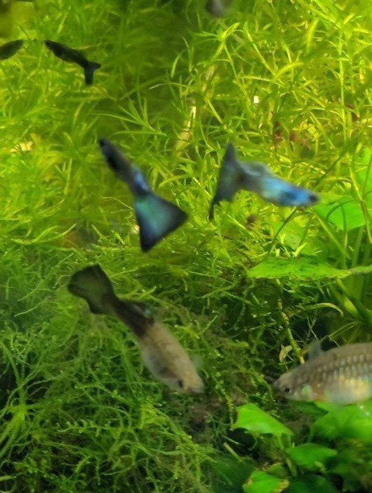 Blue green Moscow guppies