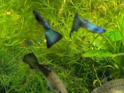 Blue green Moscow guppies