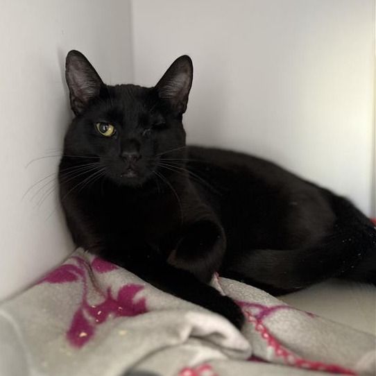 Hello my name is Spearmint