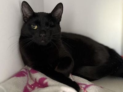 Hello my name is Spearmint