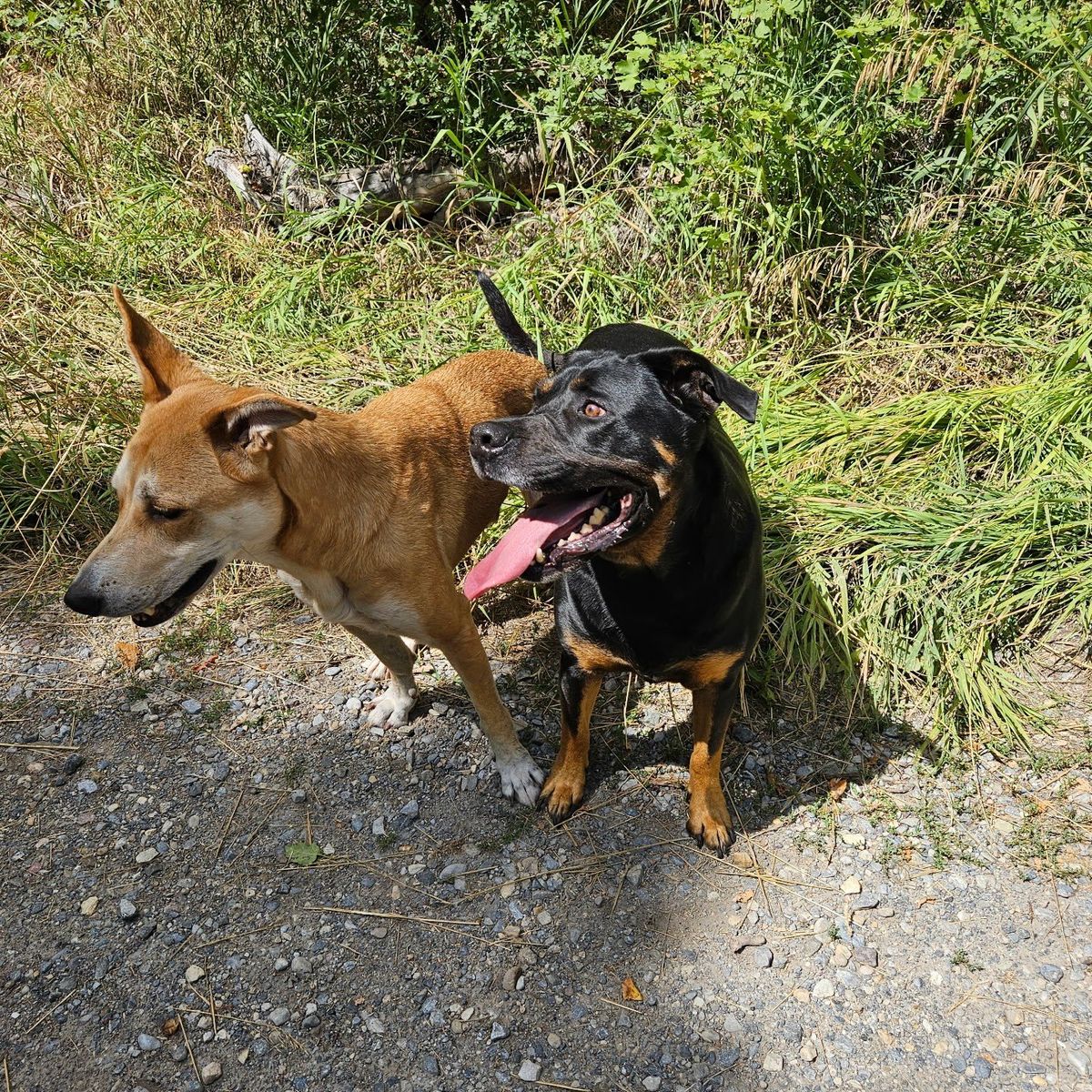 2 dogs free to a good home.