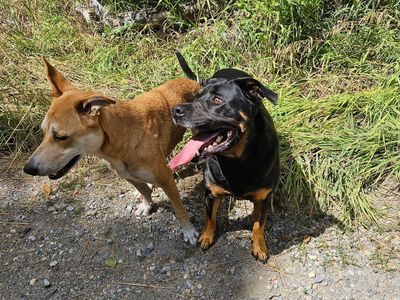 2 dogs free to a good home.