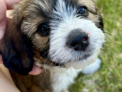 Toy Mini Micro Aussie Doodle Aussiedoodle - Bernadoodle, Mountain Dog, Goldendoodle, Cockapoo