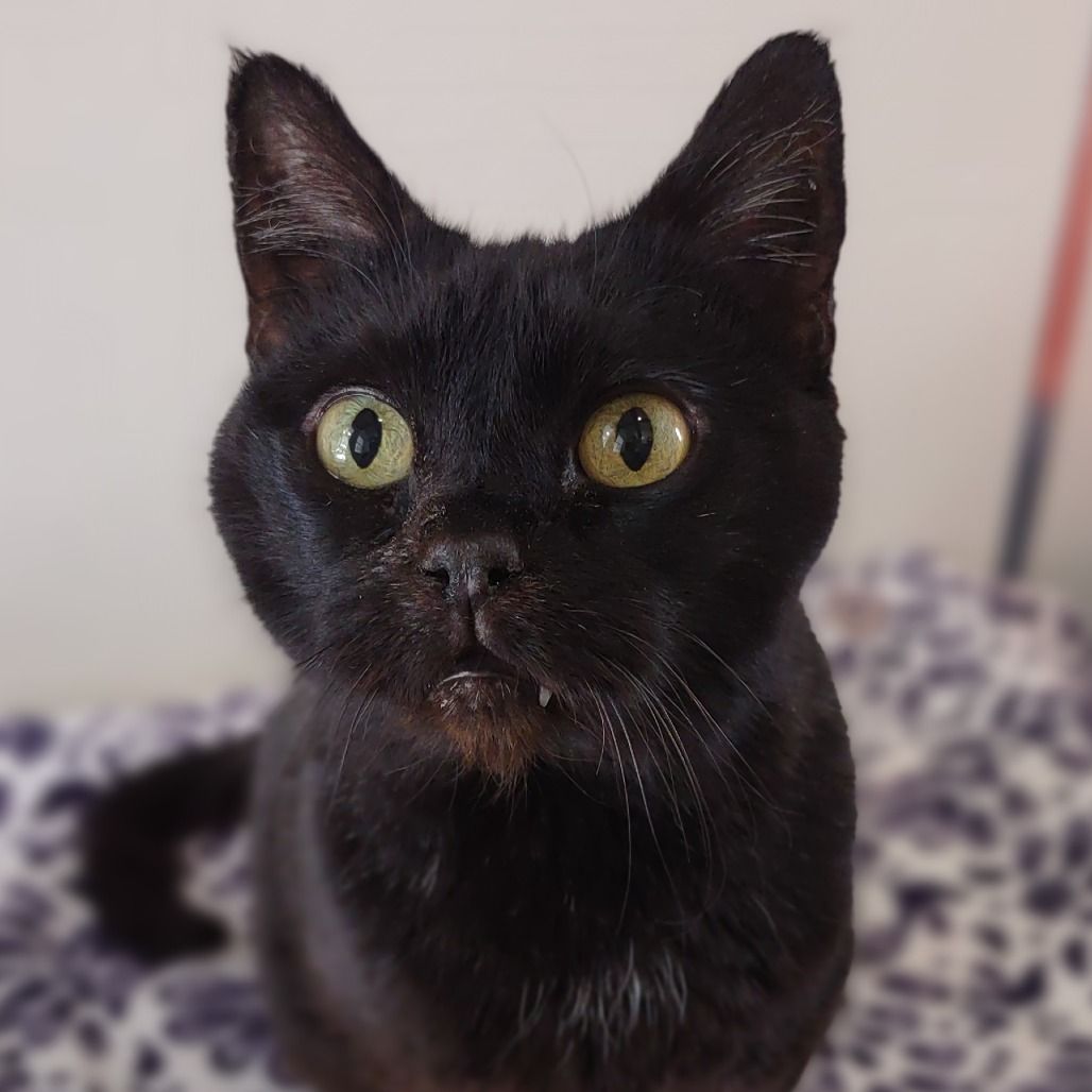 Hello my name is Sprite
