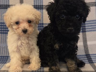 TINY TOY POODLE PUPPIES. So curly & cute!