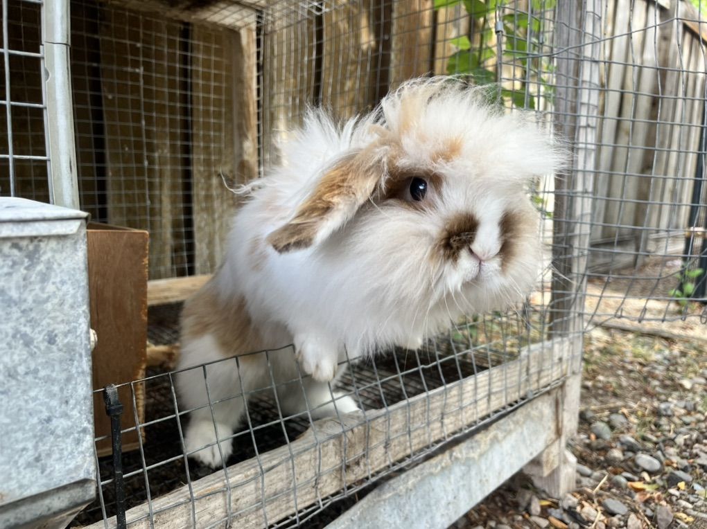 Bunny