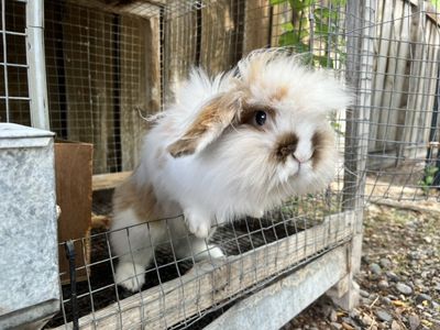 Bunny