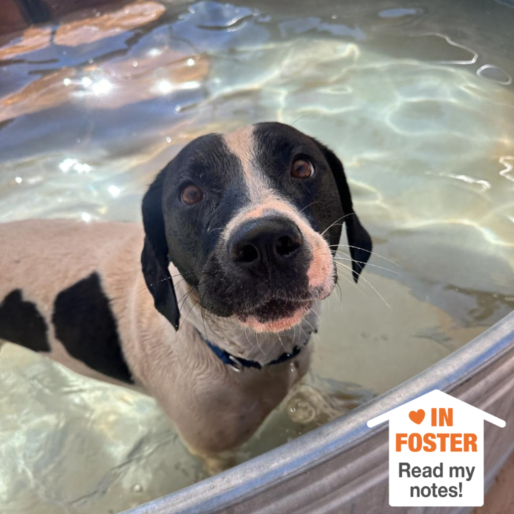 Hello my name is Boston